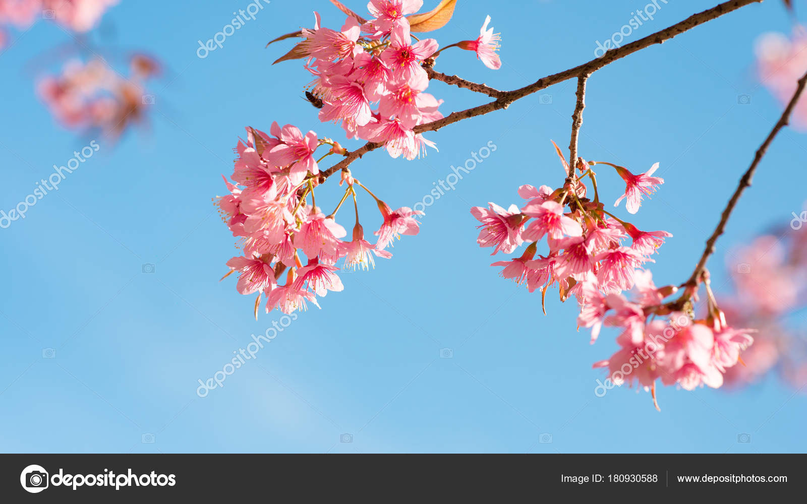 Hermosa Flor Sakura Flor Cerezo Primavera Sakura Flor Árbol Cielo:  fotografía de stock © jakkapan #180930588 | Depositphotos