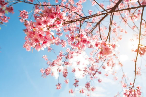 Beautiful Sakura Flower Cherry Blossom Spring Sakura Tree Flower Blue — Stock Photo, Image