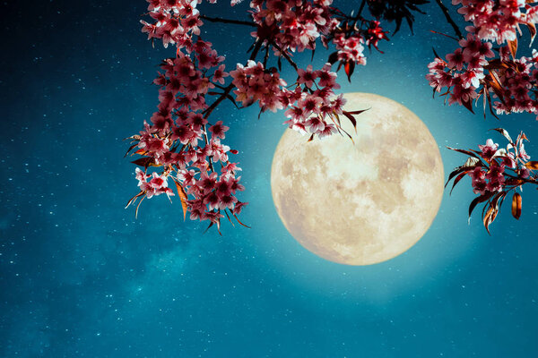 Romantic night scene - Beautiful cherry blossom (sakura flowers) in night skies with full moon.  - Retro style artwork with vintage color tone.