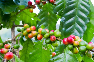 Taze arabica kahve çekirdeği ağaç dağ Tayland Kuzey yönü üzerinde.