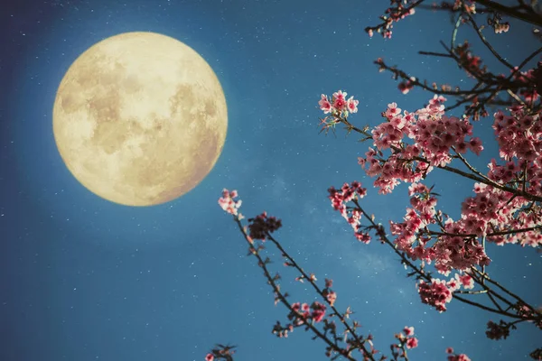 Romantik bir gece sahne - dolunay ile gece gökyüzü güzel kiraz çiçeği (sakura çiçekler). -Retro tarzı sanat vintage Renk tonlu.