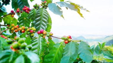 Taze arabica kahve çekirdeği ağaç dağ Tayland Kuzey yönü üzerinde.