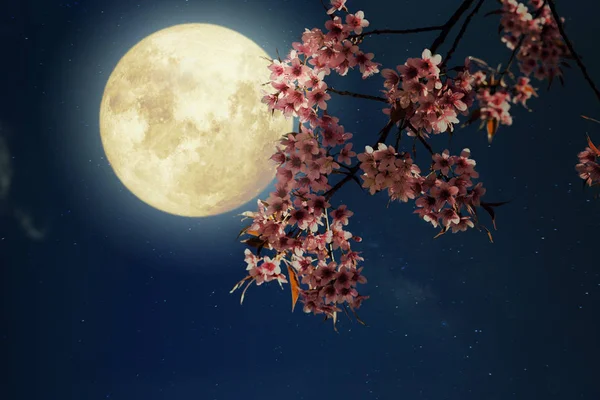 Cena Noturna Romântica Bela Flor Cereja Flores Sakura Céus Noturnos — Fotografia de Stock