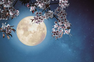 Romantik bir gece sahne - dolunay ile gece gökyüzü güzel kiraz çiçeği (sakura çiçekler). -Retro tarzı sanat vintage Renk tonlu.