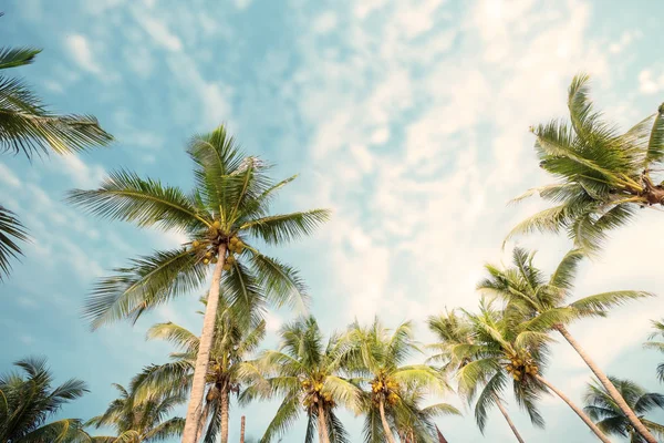 Palmeira Praia Tropical Com Céu Azul Luz Solar Verão Ângulo — Fotografia de Stock