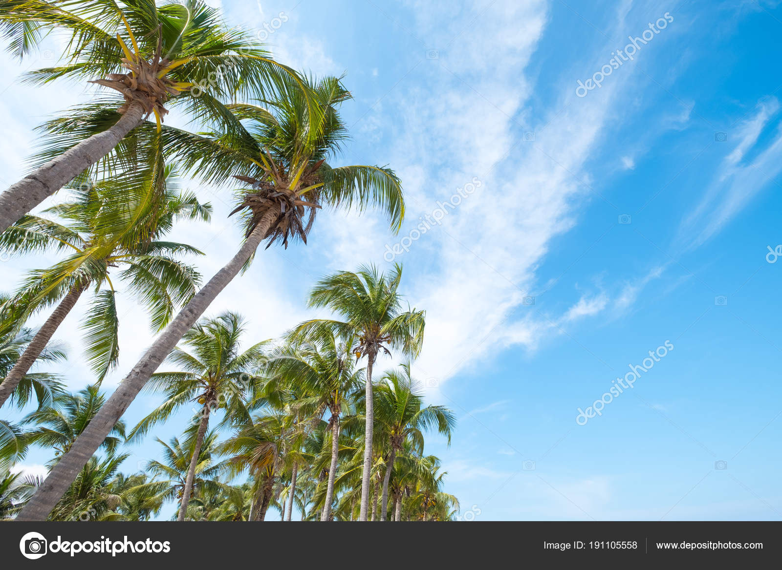 Low Angle Shot Coconut Palm Tree Tropical Beach Blue Sky Stock