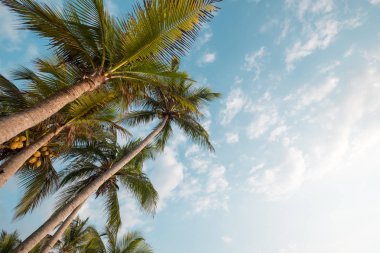 Vintage doğa arka plan - tropikal plaj mavi gökyüzü sabah güneş ışığında yaz, uprisen açı ile Hindistan cevizi hurma ağacı. Vintage instagram filtre