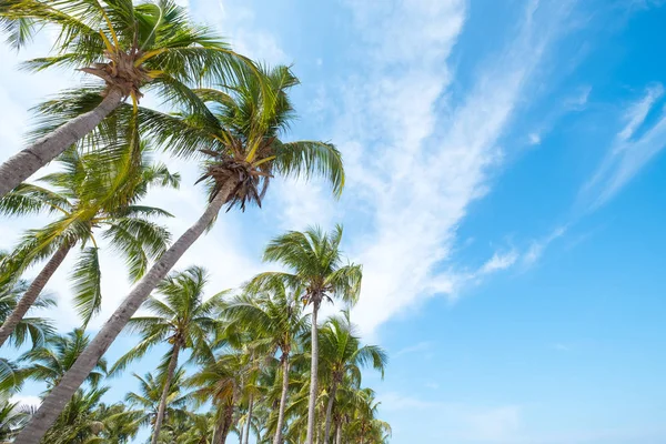 Tiro Ângulo Baixo Coqueiro Praia Tropical Céu Azul Com Luz — Fotografia de Stock