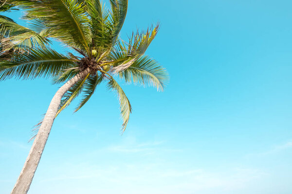 low angle shot - coconut palm tree on tropical beach blue sky with sunlight of morning in summer.