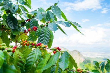 Taze arabica kahve çekirdeği ağaç dağ Tayland Kuzey yönü üzerinde.
