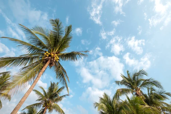 Vintage nature background - coconut palm tree on tropical beach blue sky with sunlight of morning in summer, uprisen angle. vintage instagram filter