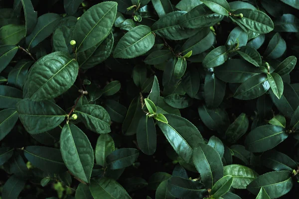 Πράσινα Φύλλα Του Φυτού Χρωματικό Τόνο Σκούρο Έννοια Φόντο Πράσινο — Φωτογραφία Αρχείου