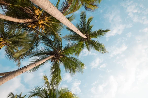 Fondo Naturaleza Vintage Palmera Coco Playa Tropical Cielo Azul Con —  Fotos de Stock