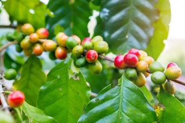 Taze arabica kahve çekirdeği ağaç dağ Tayland Kuzey yönü üzerinde.