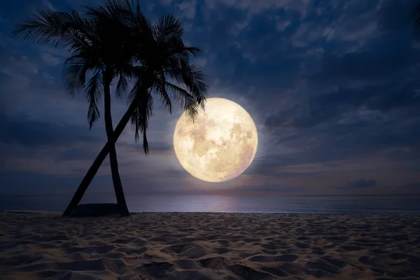 Hermosa Fantasía Playa Tropical Con Silueta Palmera Cielo Nocturno Luna — Foto de Stock