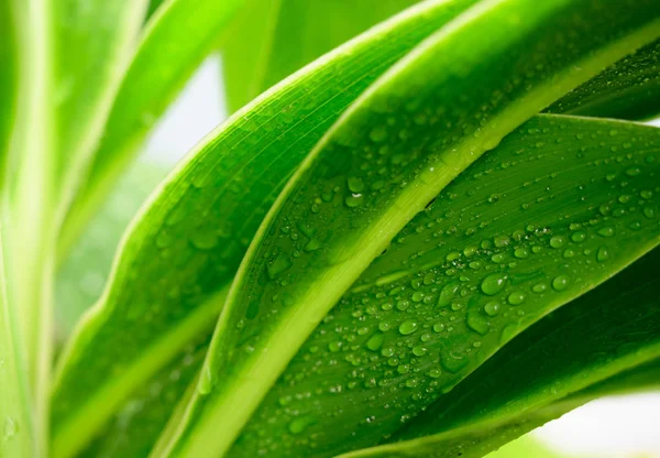 Close Grande Folhagem Textura Verde Folha Tropical Com Gota Água — Fotografia de Stock