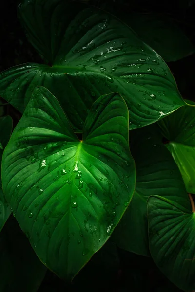 Grande Folhagem Folha Tropical Verde Escuro Com Textura Gota Água — Fotografia de Stock