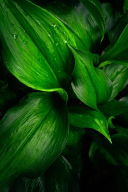 Büyük tropikal yaprak yaprakları koyu yeşil, yağmur suyu damlası dokusu, soyut doğa arkaplanı. Bahar zamanı.