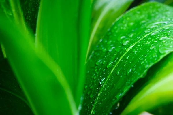 特写大叶绿色热带叶纹理与雨滴 抽象的自然背景 春天的时间 — 图库照片