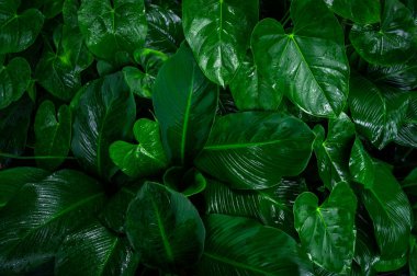 Koyu yeşil desenli tropikal yaprak yaprakları, yağmur damlaları, soyut doğa arkaplanı. Bahar zamanı