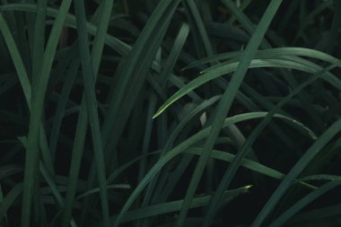 Koyu yeşil doku, soyut desen doğa arka plan tropikal yaprak yeşillik.