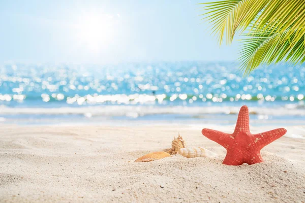 Schöner Strand Hintergrund Seesterne Muscheln Auf Weißem Sand Mit Palmen — Stockfoto