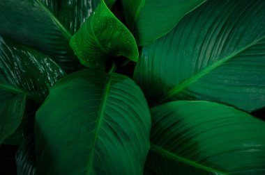 Koyu yeşil desenli ve yağmur suyu damlacıklı yapraklar. Tropikal yaprağın üst görüntüsü. Yeşil çevre kavramının soyut doğa arka planı.