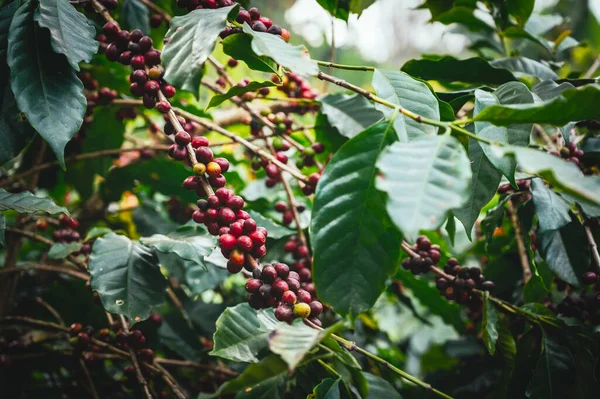 Árbol Café Con Grano Café Árabe Fresco Plantación Café Montaña — Foto de Stock