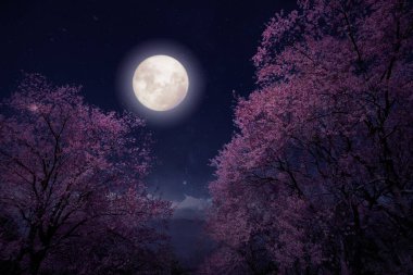 Romantik gece sahnesi - Güzel kiraz çiçekleri (sakura çiçekleri) gece gökyüzünde dolunayla. Klasik renk tonlu fantezi tarzı sanat eserleri.