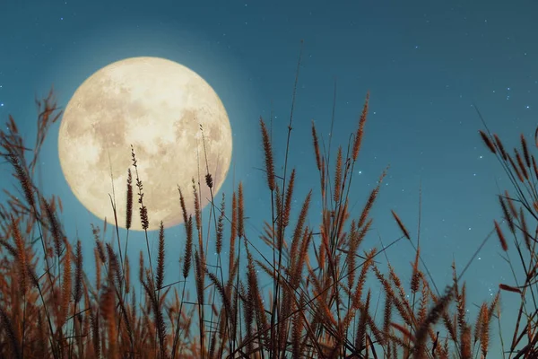 Прекрасна Природна Фантазія Дика Трава Повний Місяць Зіркою Ретро Стиль — стокове фото