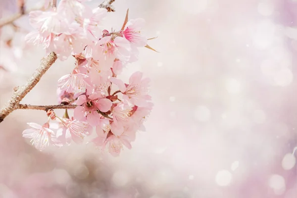 Close Beautiful Pink Cherry Blossom Sakura Spring Time Soft Background — Stock Photo, Image