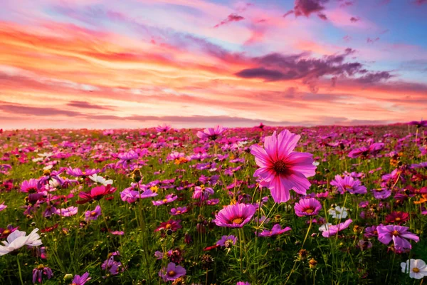 Bellissimo Sorprendente Del Cosmo Campo Fiori Paesaggio Tramonto Natura Sfondo — Foto Stock