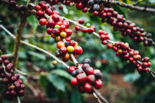 Árbol Café Con Grano Café Árabe Fresco Plantación Café Montaña — Foto de Stock