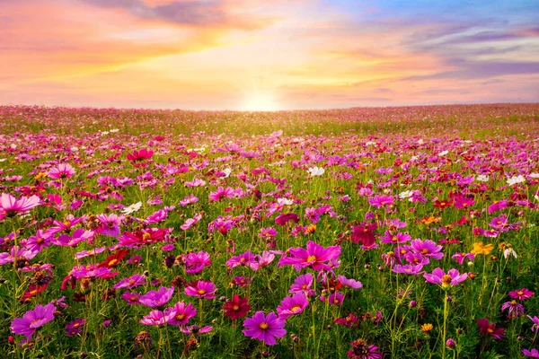 Bellissimo Sorprendente Del Cosmo Campo Fiori Paesaggio Tramonto Natura Sfondo — Foto Stock