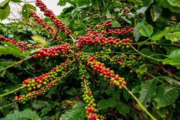 Árbol Café Con Grano Café Árabe Fresco Plantación Café Montaña — Foto de Stock