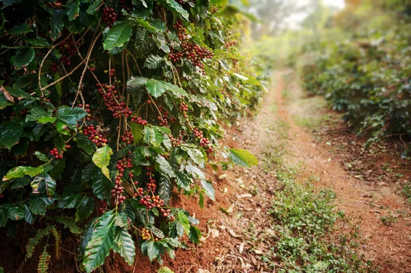 Árvore Café Com Feijão Café Arábica Fresco Plantação Café Montanha — Fotografia de Stock