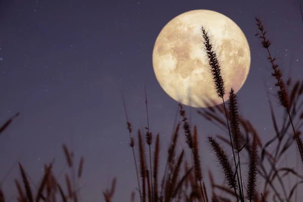 Beautiful Nature Fantasy Wild Grass Full Moon Star Retro Style — Stock Photo, Image