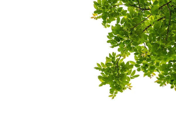 Ramo Árvore Com Folha Verde Isolada Branco Com Caminho Recorte — Fotografia de Stock