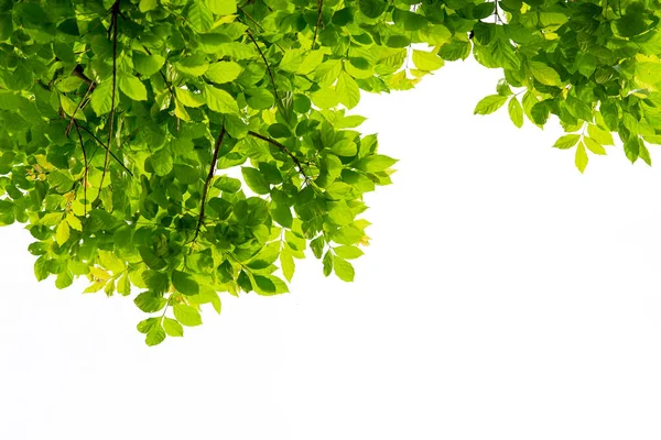 Tree branch with green leaf isolated on white with clipping path for object and retouch design.