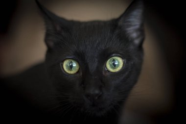 Yeşil gözlü siyah kedi