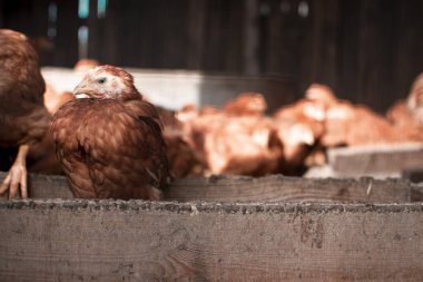Kuş, Hayvan, Tavuk - Kuş, Kafes, Çiftlik, Hayvancılık, Kümes hayvanları, Gaga, Tarım, 