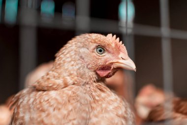 Kuş, Hayvan, Tavuk - Kuş, Kafes, Çiftlik, Hayvancılık, Kümes hayvanları, Gaga, Tarım, 