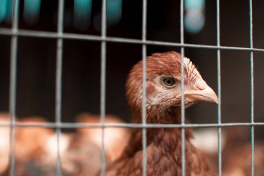 Kuş, Hayvan, Tavuk - Kuş, Kafes, Çiftlik, Hayvancılık, Kümes hayvanları, Gaga, Tarım, 