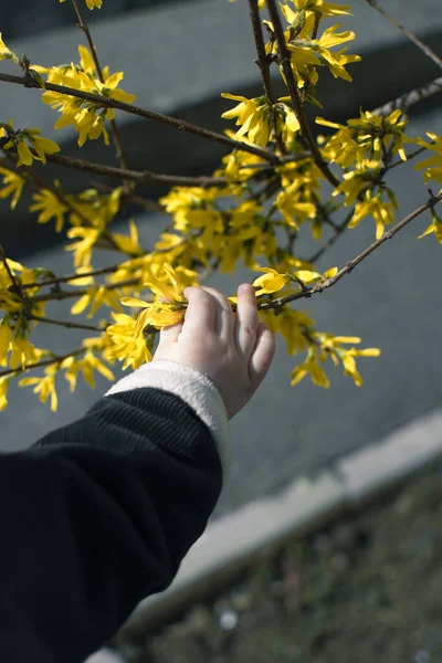 Nature, Human Hand, Outdoors, Tree, Yellow, Flower, People, Leaf, Holding,