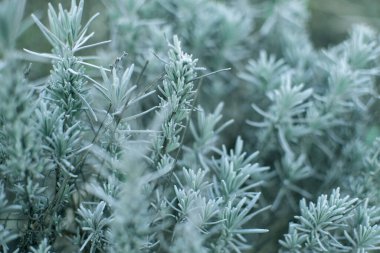 Doğa, Bitki, Yakın plan, Kış, Yeşil Renk, Arkaplan, İğne - Bitki Bölümü, 