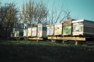 Arı kovanı, Arı, Bal, Böcek, Doğa, Arı Bekçisi, Açık Hava, Bal Arısı, Kırsal Sahne, 