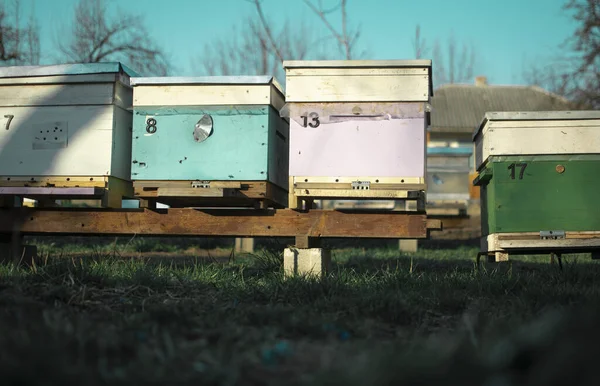 Beehive Bee Honey Insect Nature Beekeeper Outdoors Honey Bee Rural — Stock Photo, Image