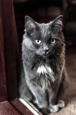 Evcil Kedi, Evcil Hayvan, Sevimli, Bakan, Kedi, Kürk, Memeli, Ev Hayvanları, 