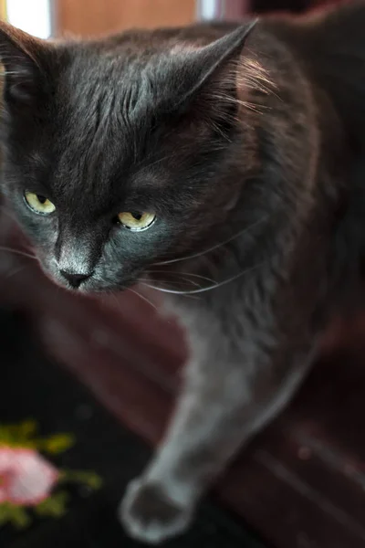 Kot Domowy Zwierzęta Domowe Zwierząt Słodki Patrząc Feline Futro Ssak — Zdjęcie stockowe