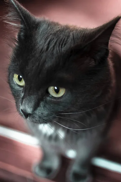 Kot Domowy Zwierzęta Domowe Zwierząt Słodki Patrząc Feline Futro Ssak — Zdjęcie stockowe